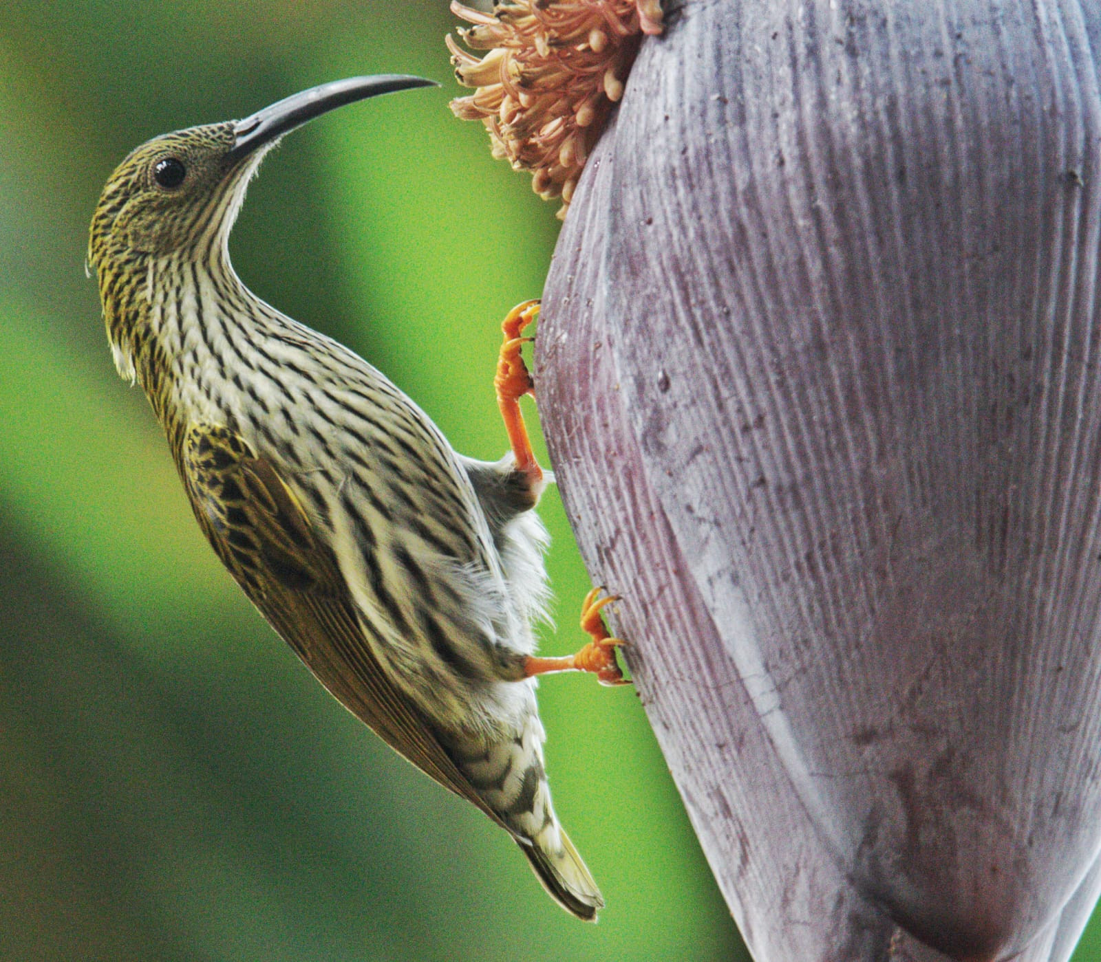 Bird Watching in Chitwan